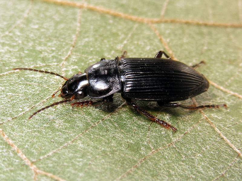 Carabidae: Anisodactylus signatus